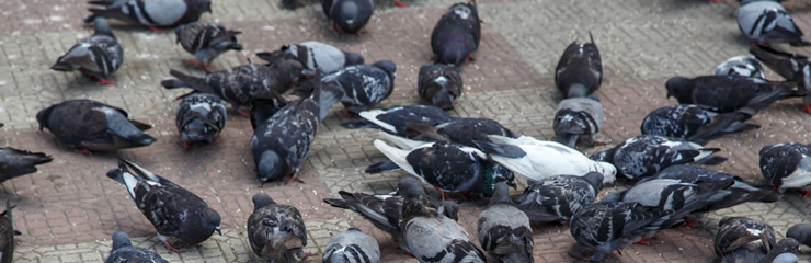 Overlast van duiven? Schakel ons in!