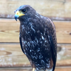 Harris Hawk Pieter Schrieken 240