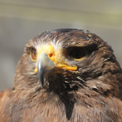 Harris Hawk Pieter Schrieken 240