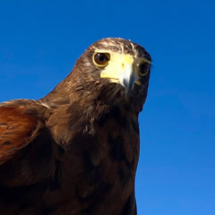 Harris Hawk James Schrieken 240